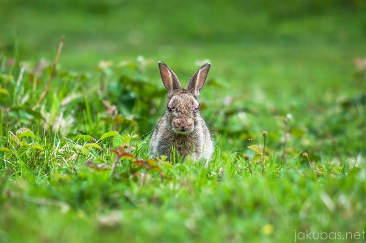 Botany Bay Dover Camber Sands NIKON 208