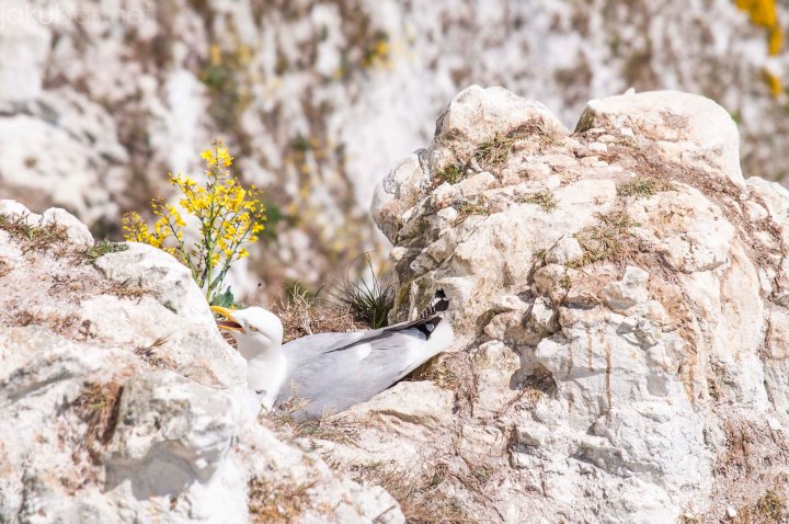 Botany Bay Dover Camber Sands NIKON 265