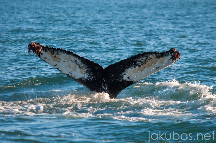 ISLANDIA NIKON 039-2