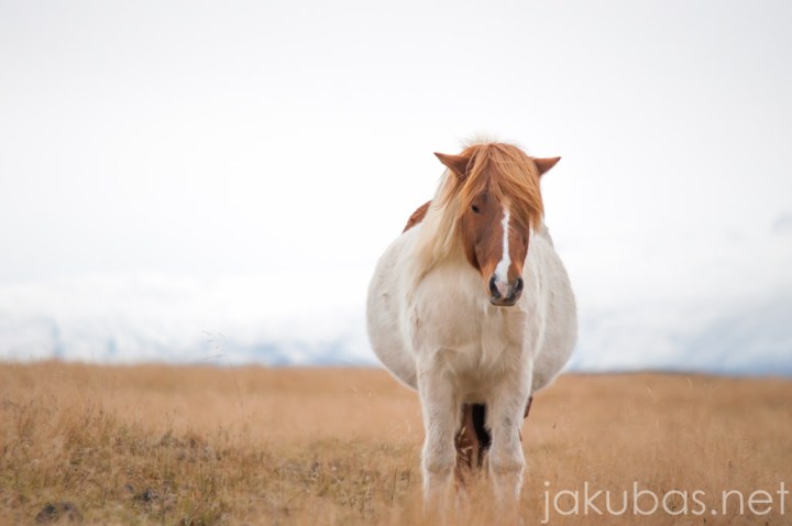 ISLANDIA KONIE NIKON 107