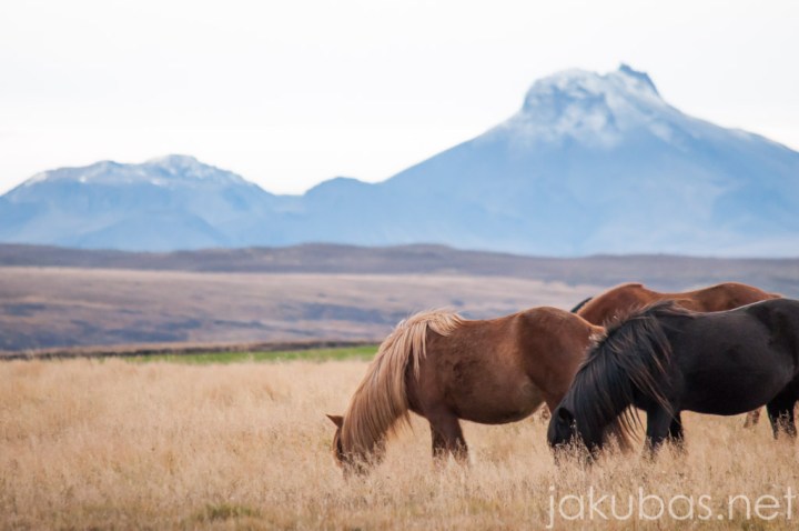 ISLANDIA KONIE NIKON 111