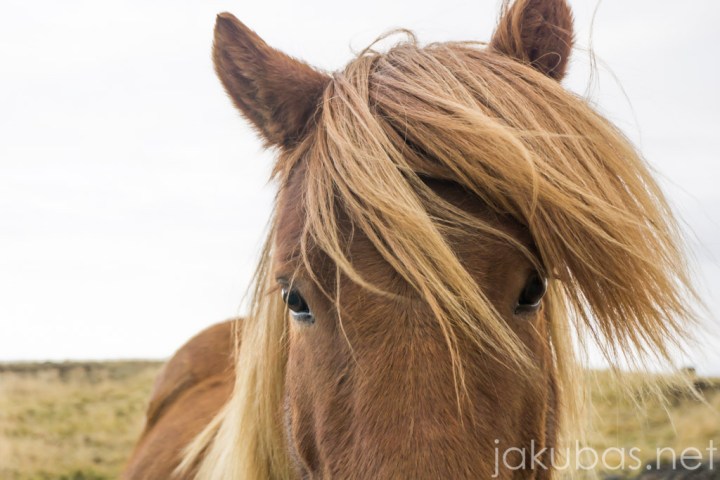 ISLANDIA KONIE SONY1 096