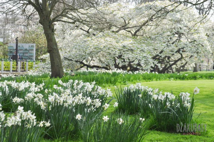 Keukenhof spring in Holland