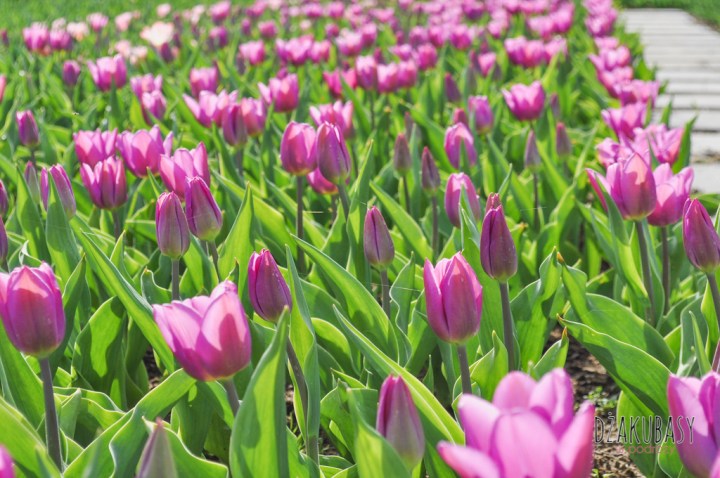 Keukenhof spring in Holland tulips
