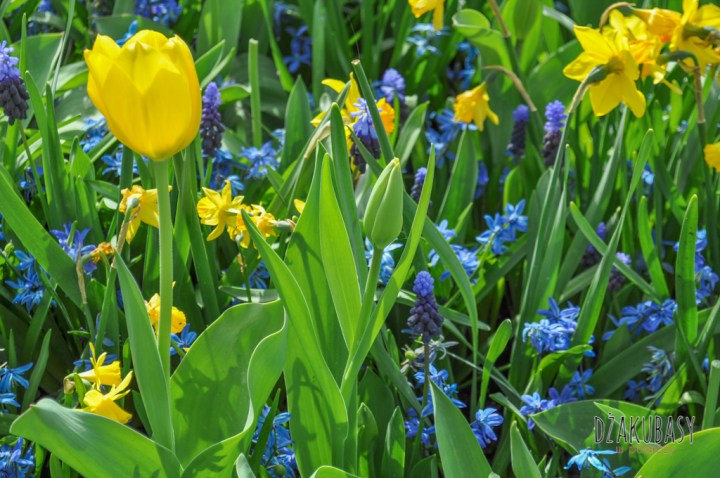 Keukenhof spring in Holland