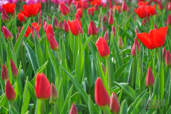 Keukenhof spring in Holland