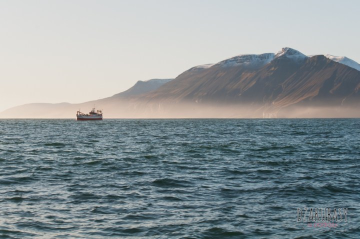 Islandia oglądanie wielorybów Październik 2017