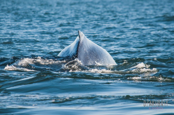 Husavik oglądanie wielorybów 2017 Październik