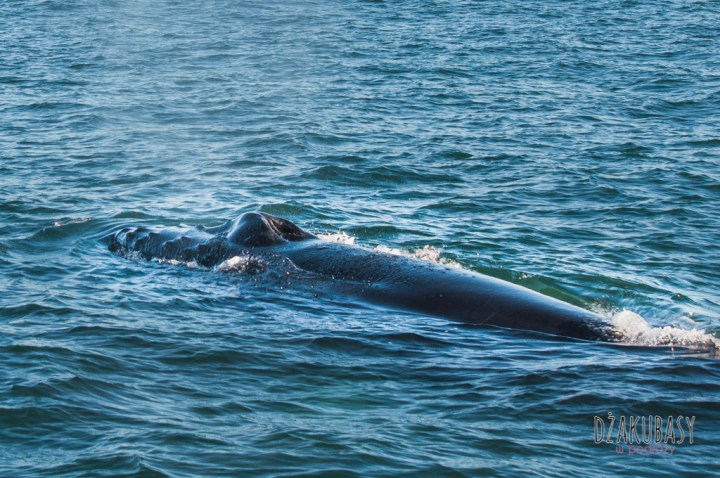 ISLANDIA NIKON 087.jpg