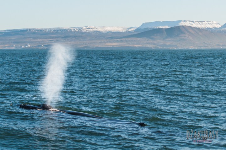 Islandia oglądanie wielorybów