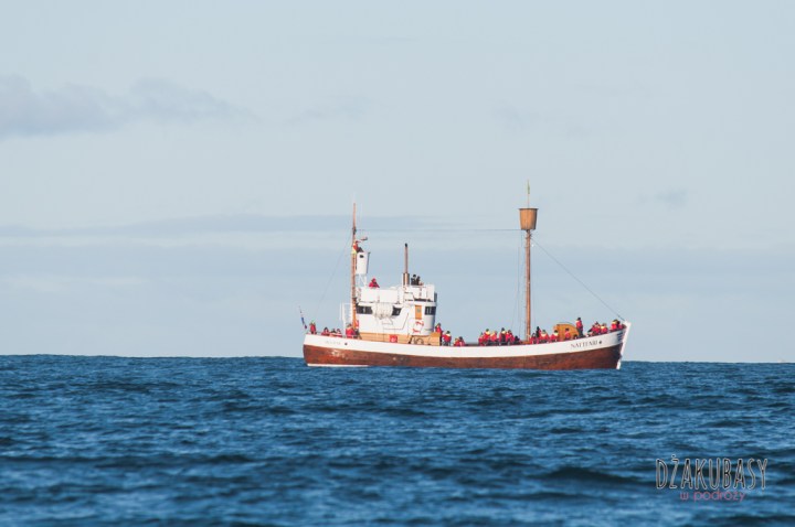 Islandia oglądanie wielorybów Październik 2017