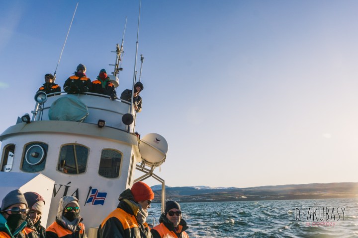 Oglądnie wielorybów ISLANDIA