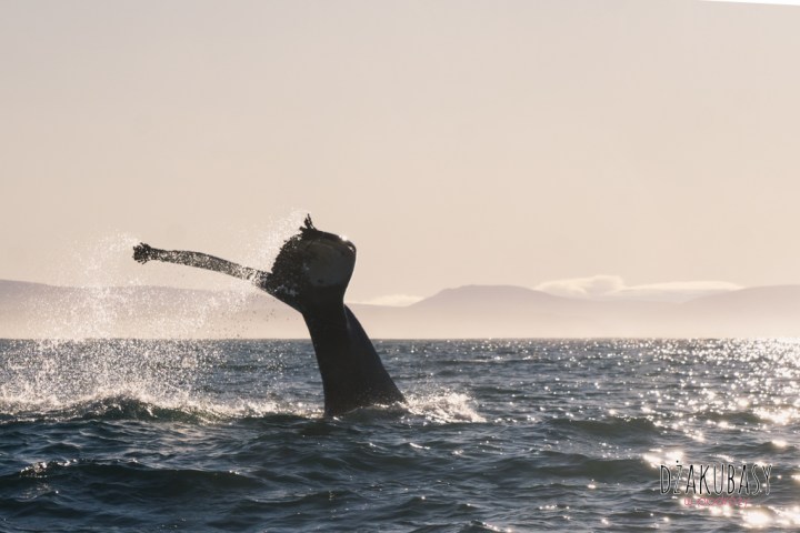 Husavik oglądanie wielorybów 2017 Październik
