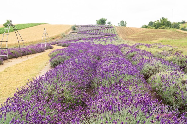 Polska i Bieszczady SONY 036