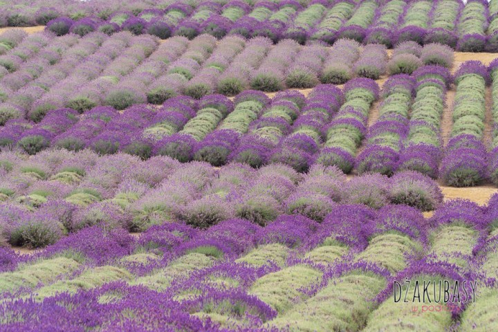 Polska i Bieszczady SONY 037
