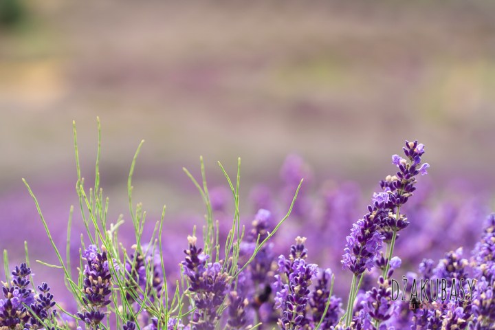 Polska i Bieszczady SONY 084.jpg