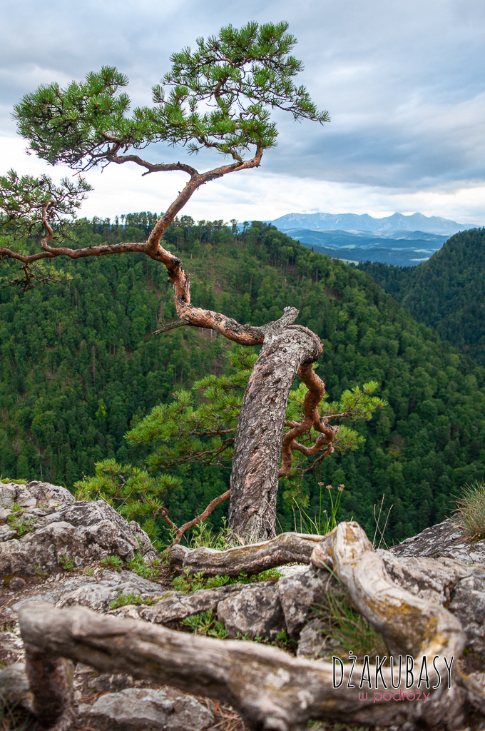 PIENINY sokolica sosna reliktowa polska
