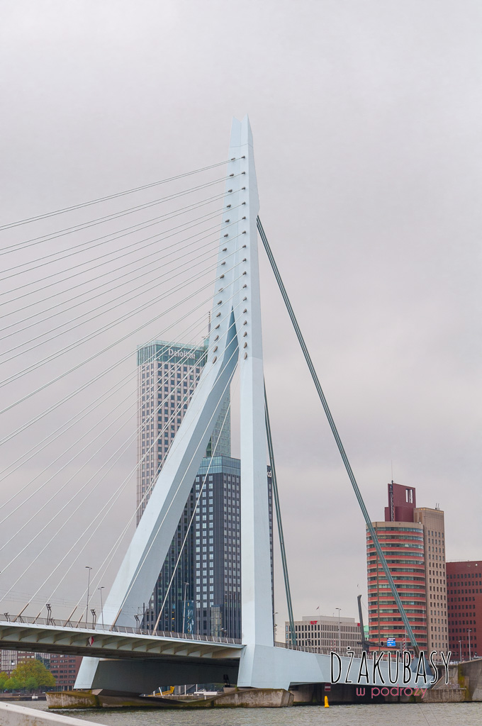 Holandia Rotterdam Most wiszący Erasmus 129 (2)