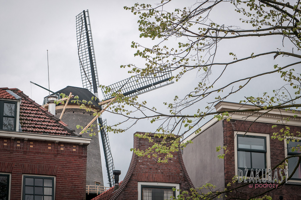 Holandia Shiedam wiatraki 308.jpg